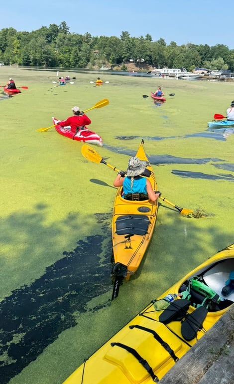 Kayakers launching at a local waterfront event